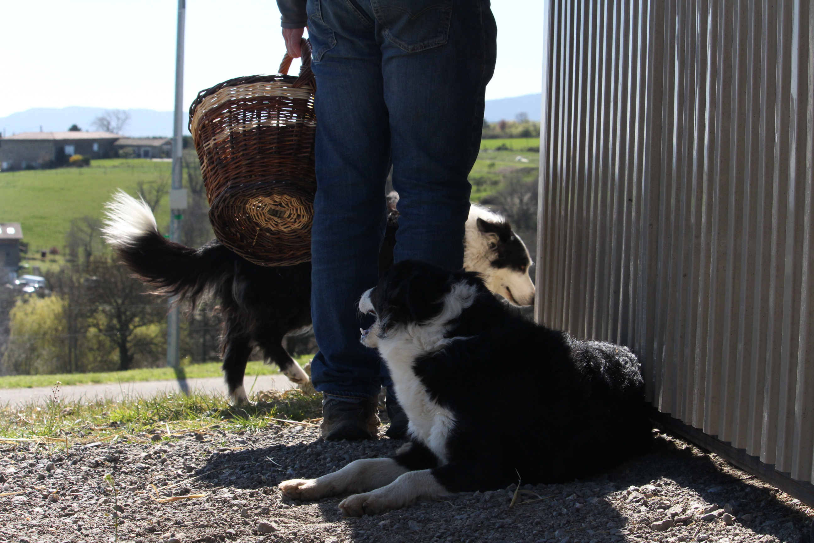 Reportage photo en immersion dans une ferme, capturant le quotidien et l’ambiance du lieu.