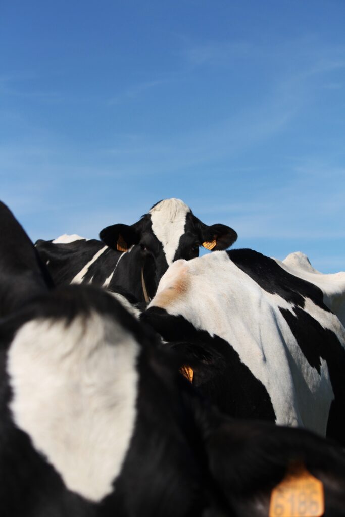Reportage photo en immersion dans une ferme, capturant le quotidien et l’ambiance du lieu.