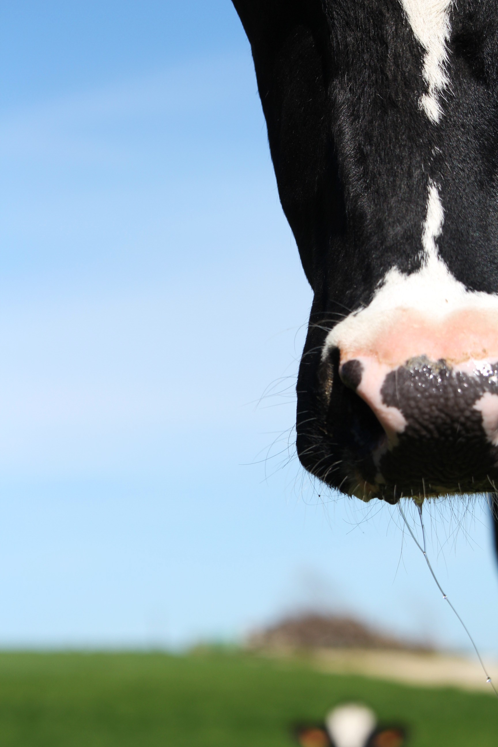 Reportage photo en immersion dans une ferme, capturant le quotidien et l’ambiance du lieu.