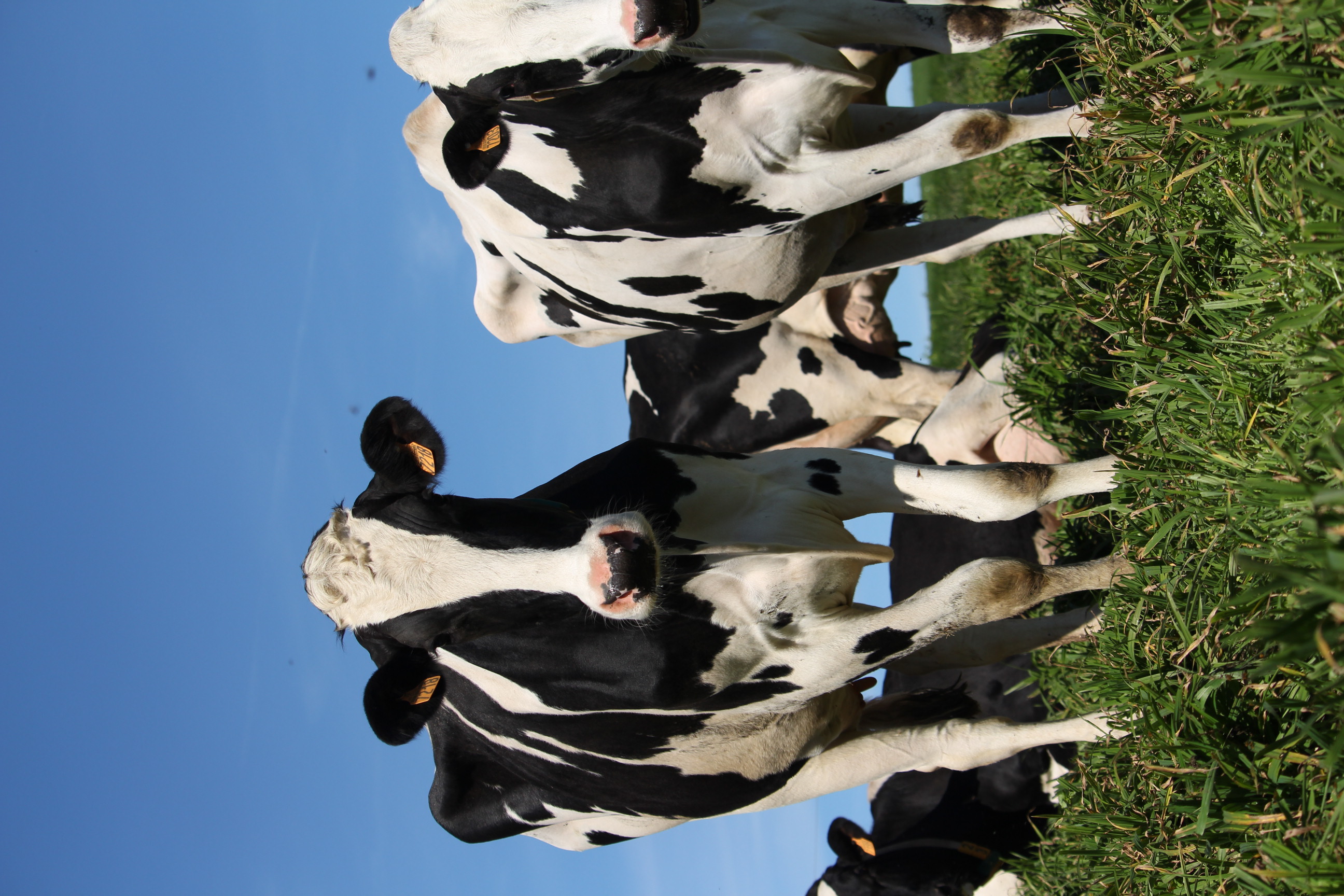 Reportage photo en immersion dans une ferme, capturant le quotidien et l’ambiance du lieu.