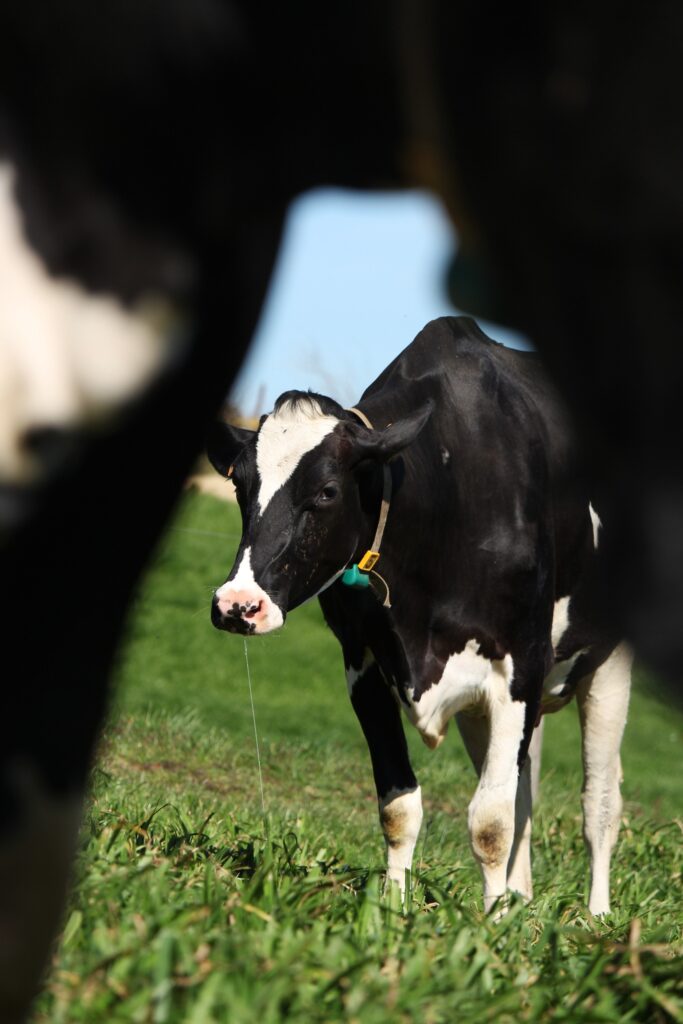Reportage photo en immersion dans une ferme, capturant le quotidien et l’ambiance du lieu.