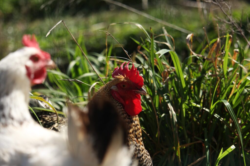Reportage photo en immersion dans une ferme, capturant le quotidien et l’ambiance du lieu.