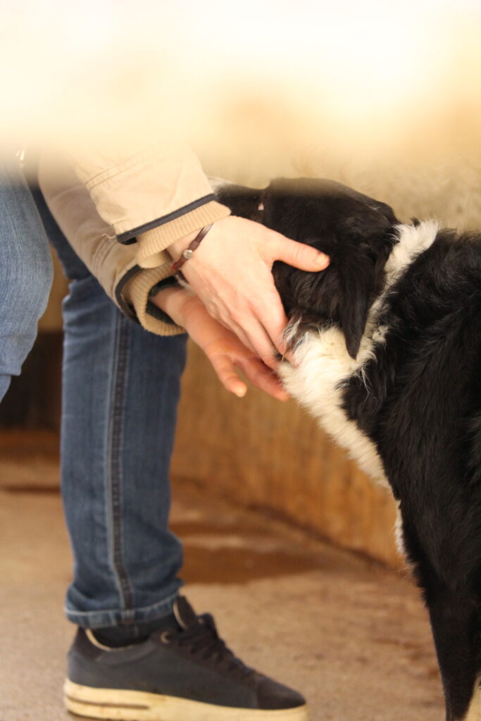 Reportage photo en immersion dans une ferme, capturant le quotidien et l’ambiance du lieu.