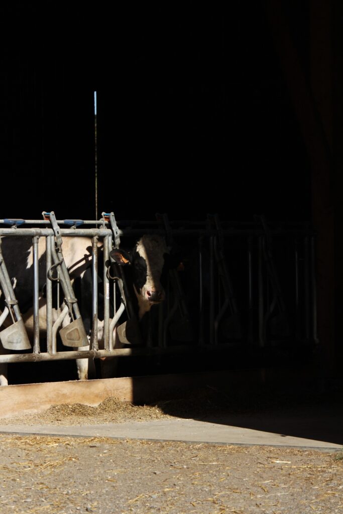 Reportage photo en immersion dans une ferme, capturant le quotidien et l’ambiance du lieu.